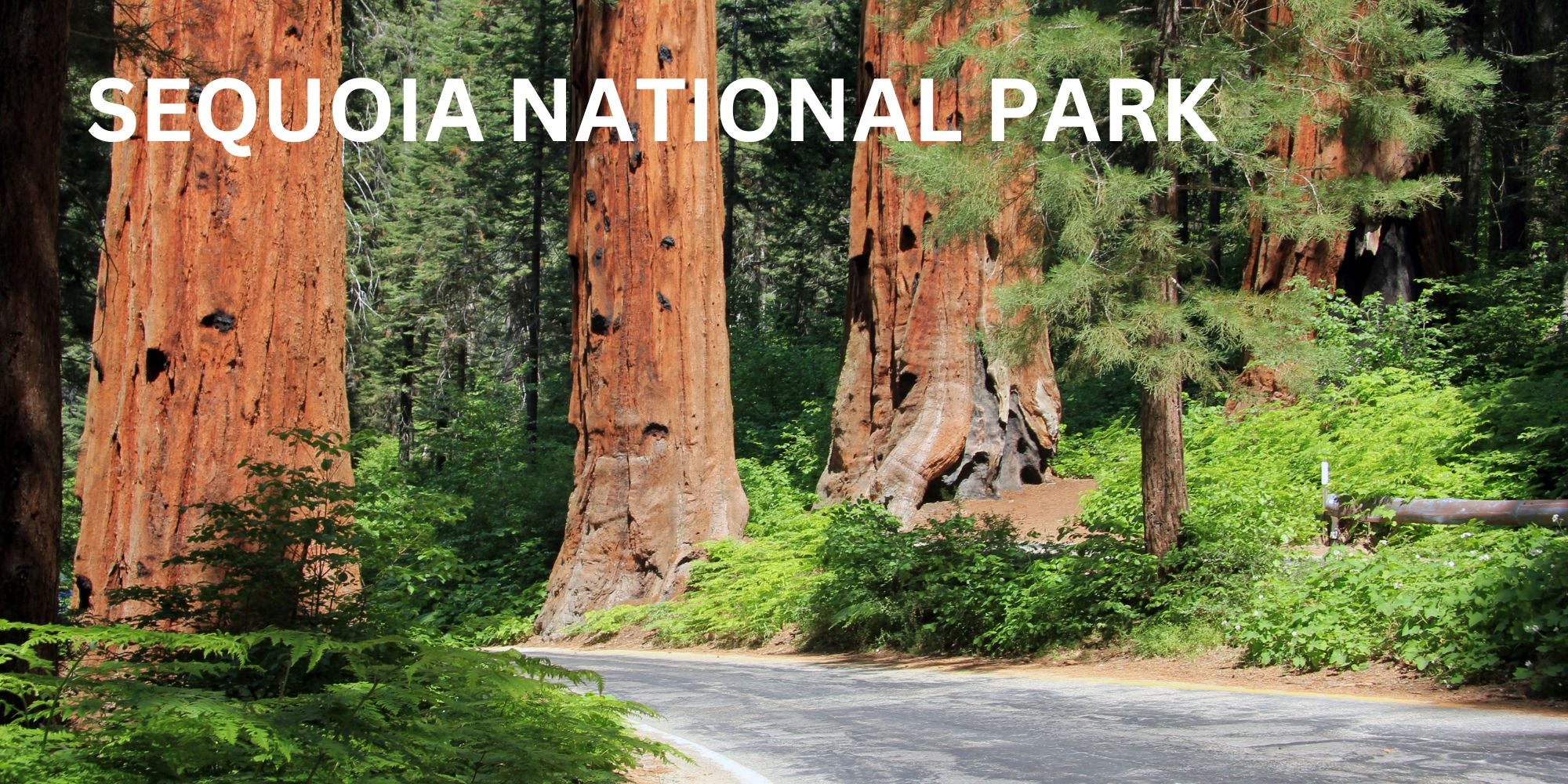 Sequoia Park Altitude