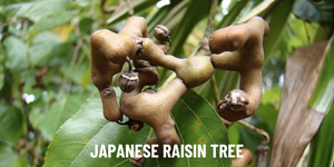Japanese Raisin Tree: Complete Guide