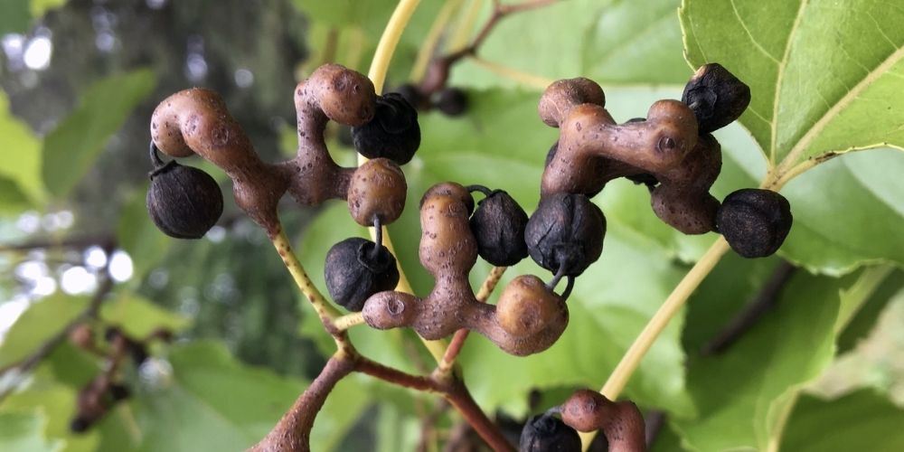 Japanese Raisin Tree The Cure For Hangovers