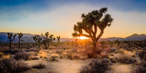 Joshua Tree Altitude Sickness