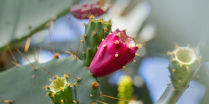 Prickly Pear Liver Health