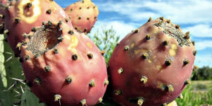 prickly pear on symptoms of alcohol hangover