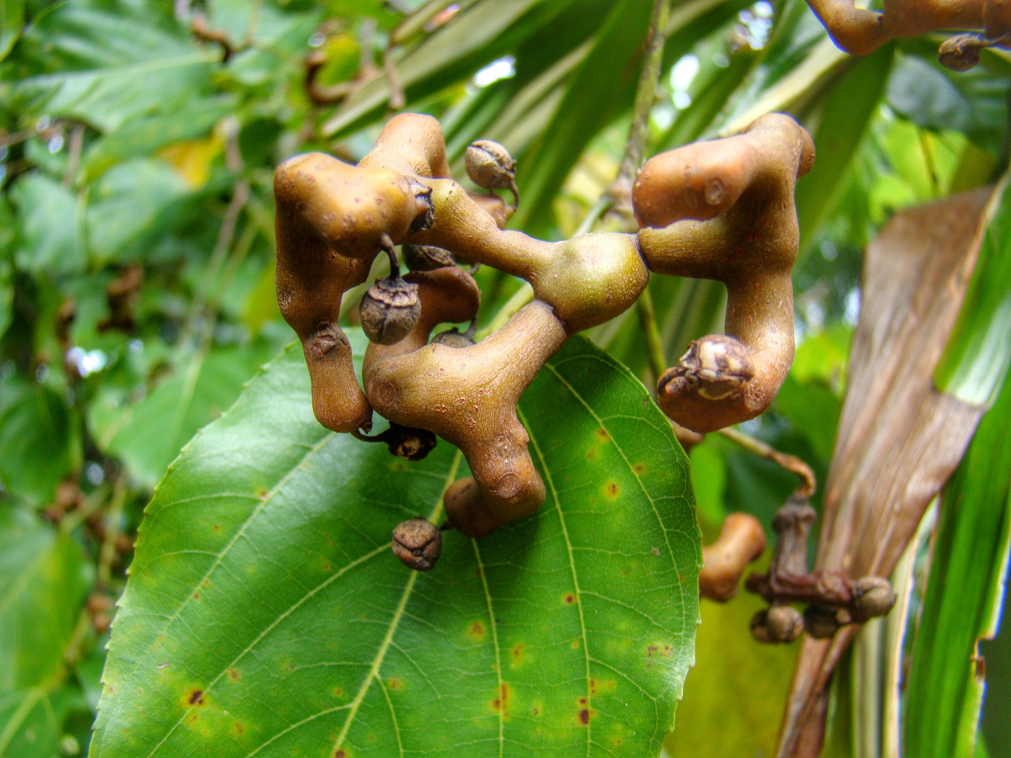 Japanese Raisin liver detoxification hangovers