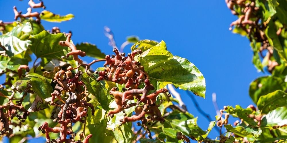 Buy Hovenia Dulcis Extract: And 3 Things To Look For - Zaca