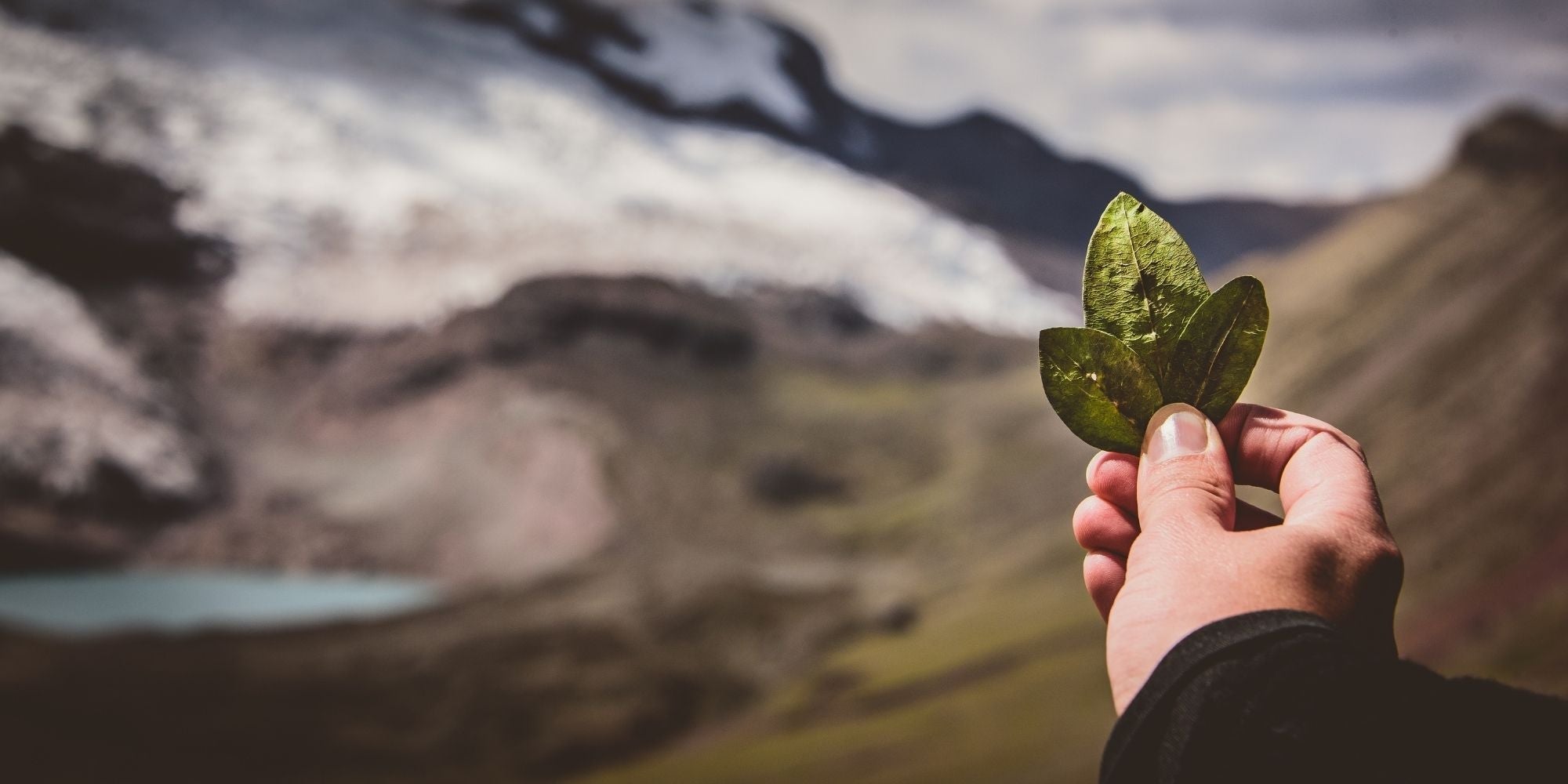Coca Leaves: Nature's Remedy for Altitude Sickness - Zaca