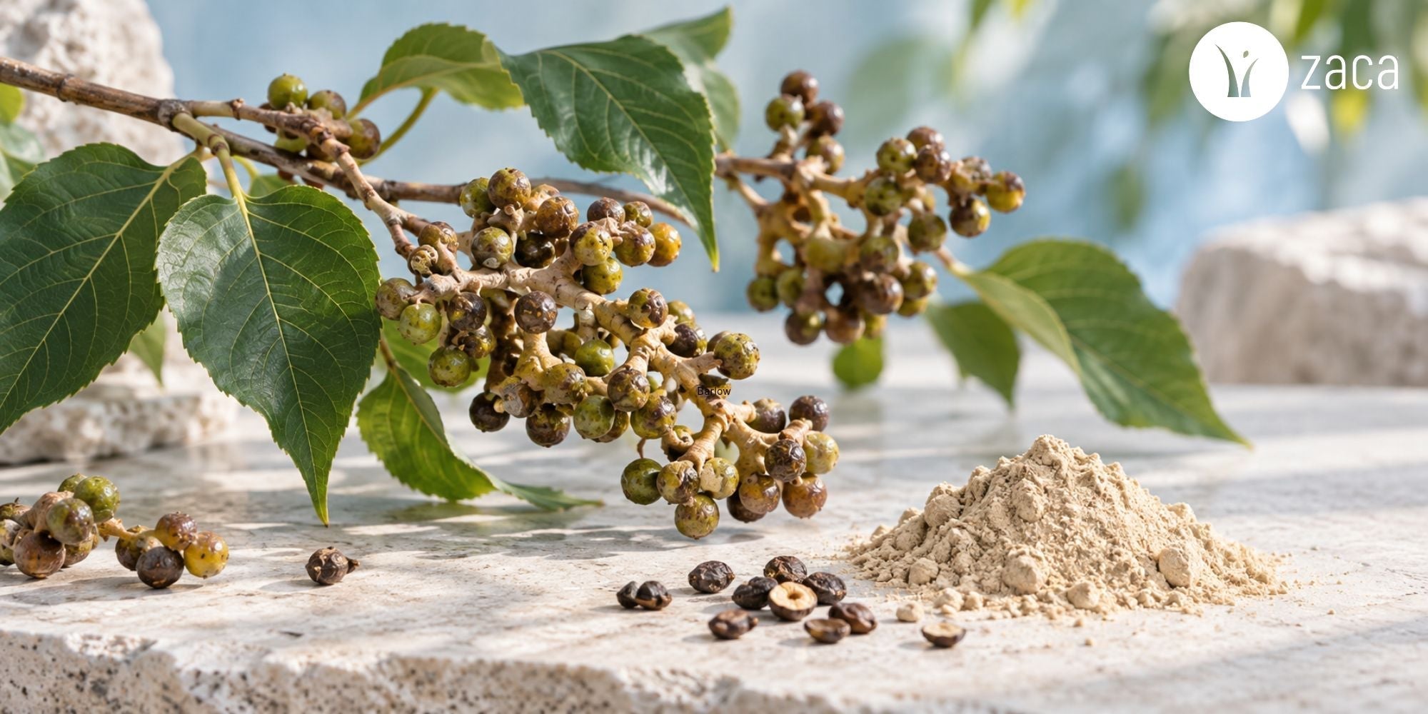 DHM Powder: 3 Things You're Not Told & Best Supplement - Zaca