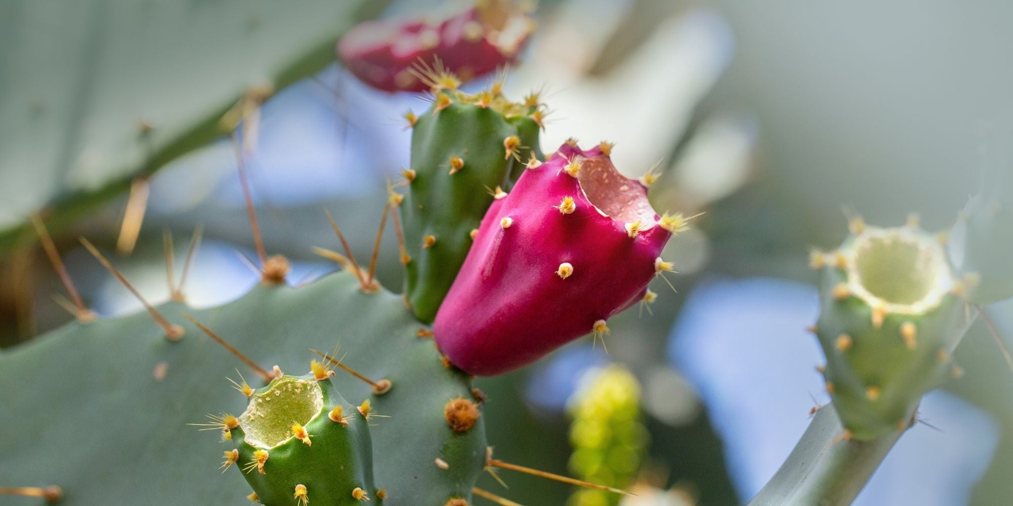 Prickly Pear Liver Health: All Your Questions Answered - Zaca
