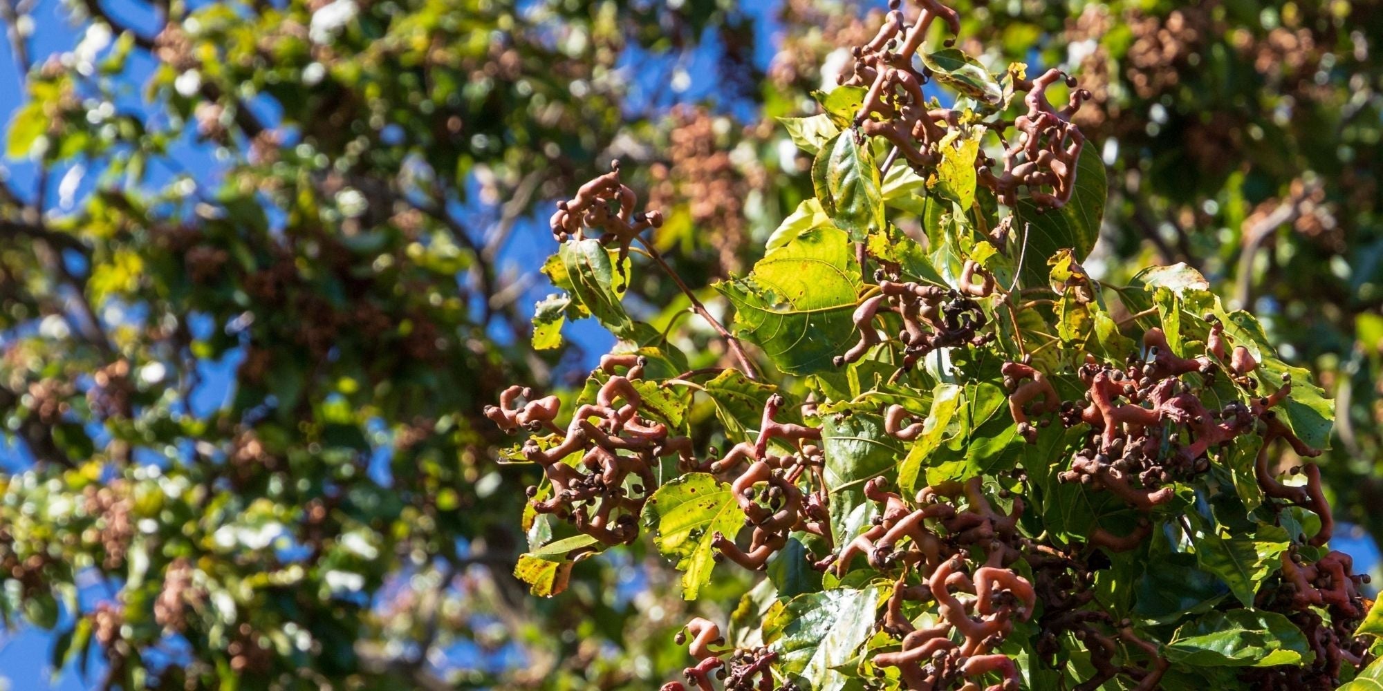 Top 5 Hovenia Dulcis Alcohol Benefits - Zaca