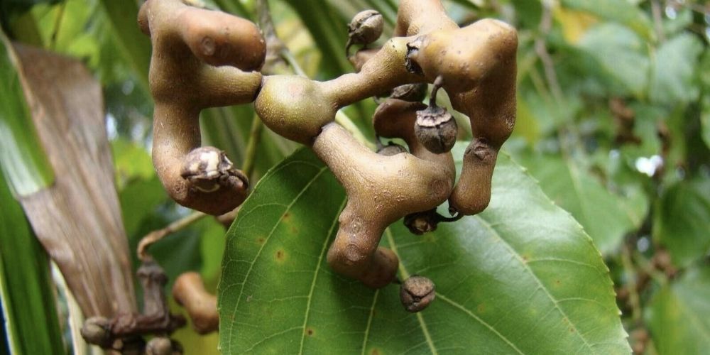 Why the Orient Has Been Using Japanese Raisin With Alcohol For A Millennium - Zaca